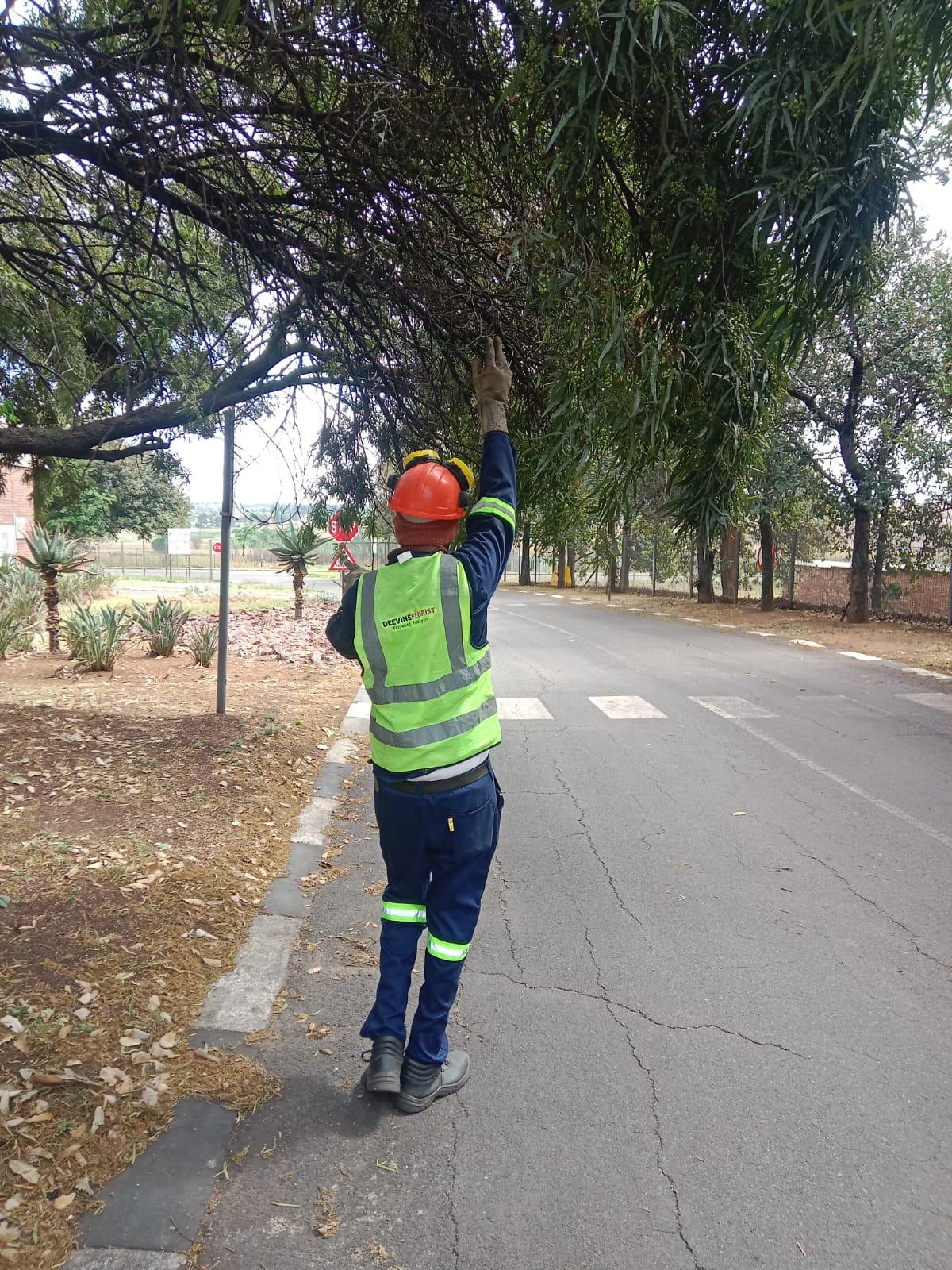 Professional landscaping project