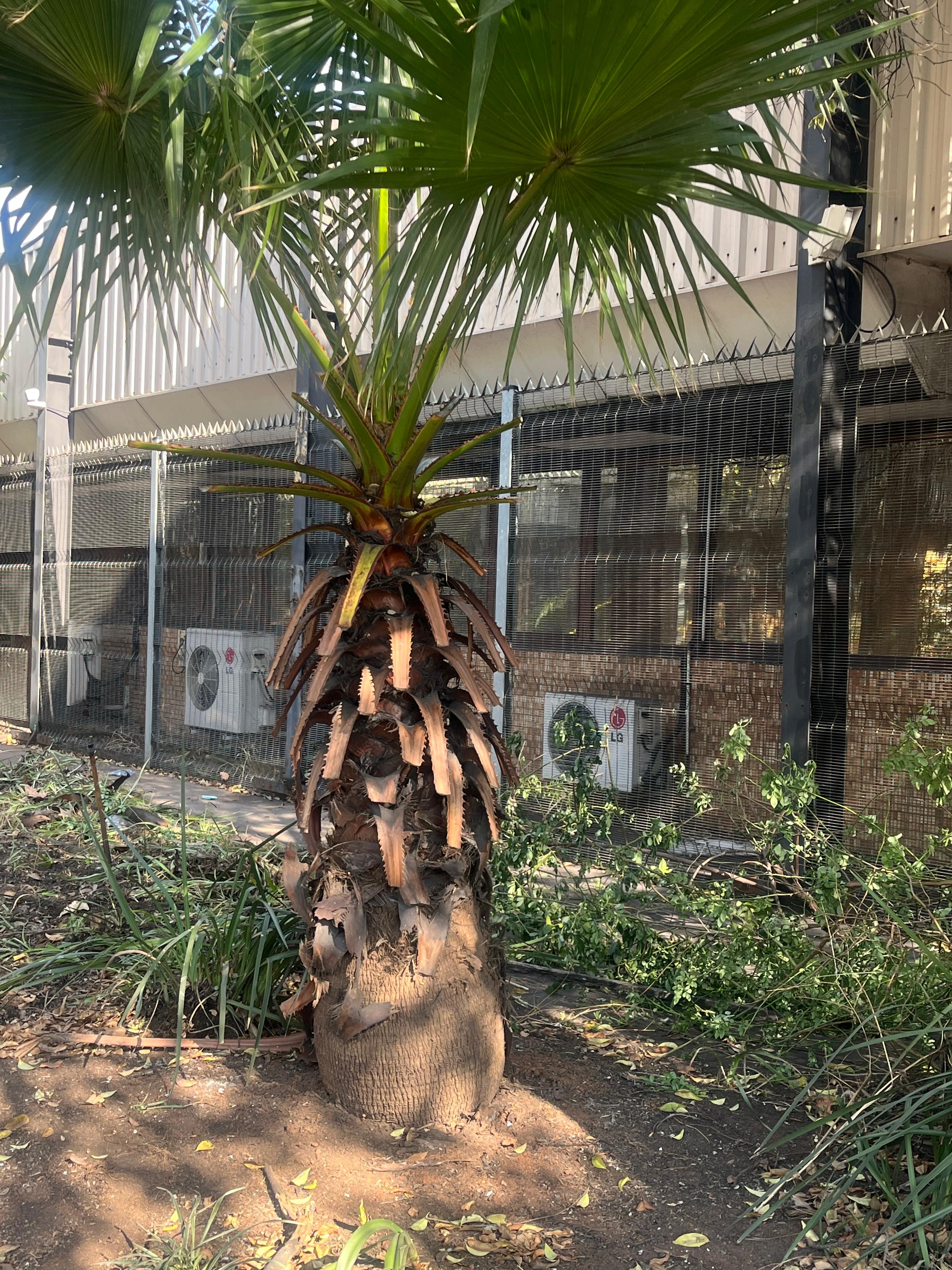 Landscape project 17