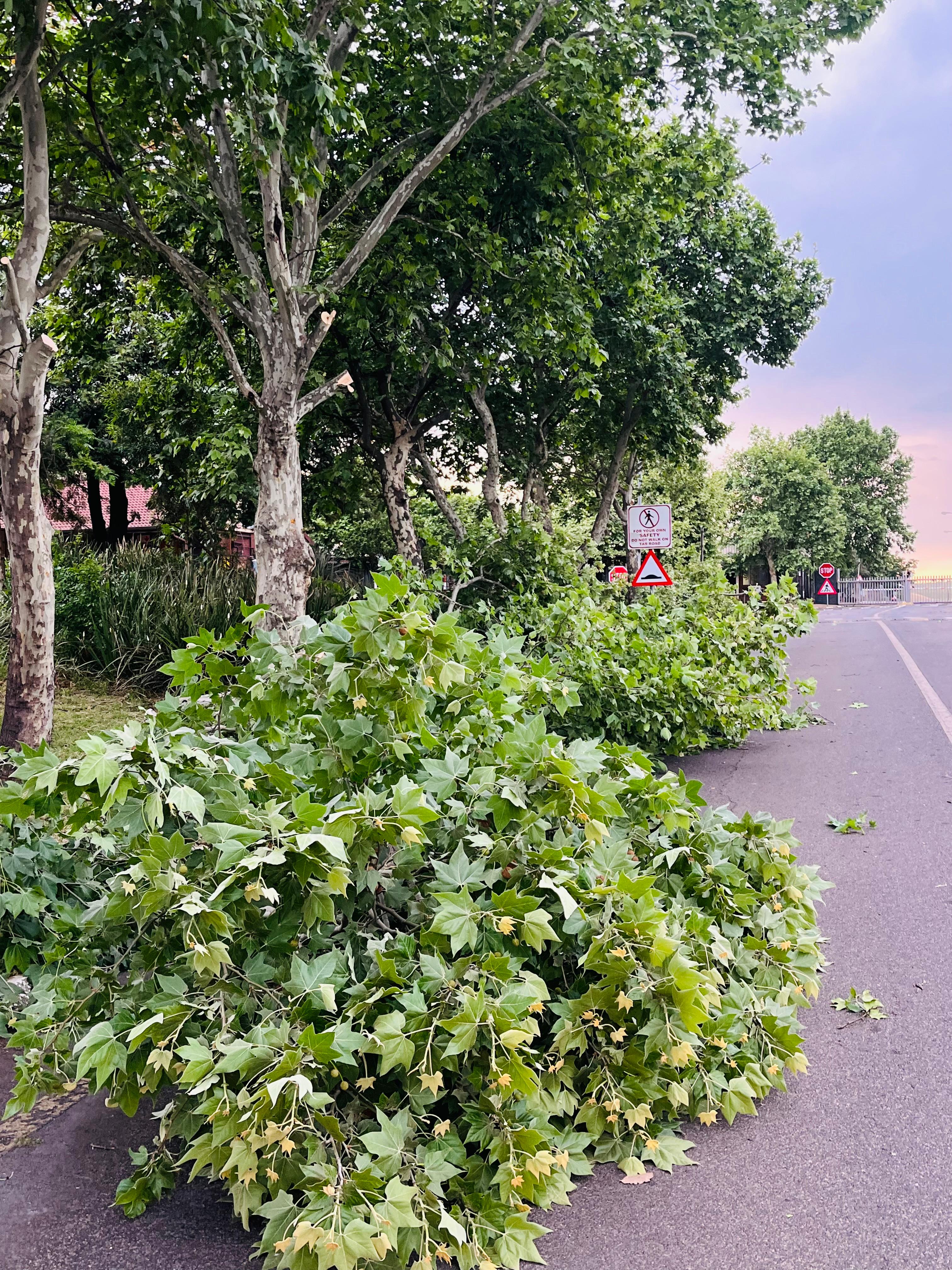 Landscape project 19