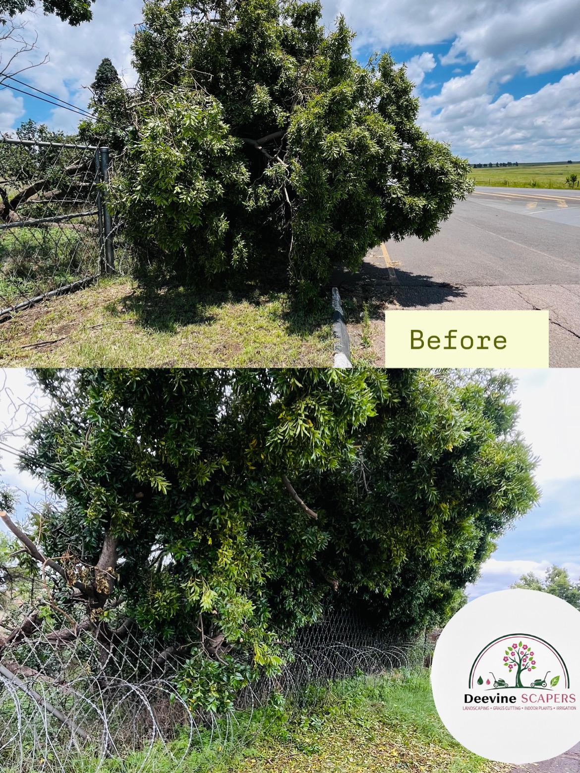 Professional landscape design